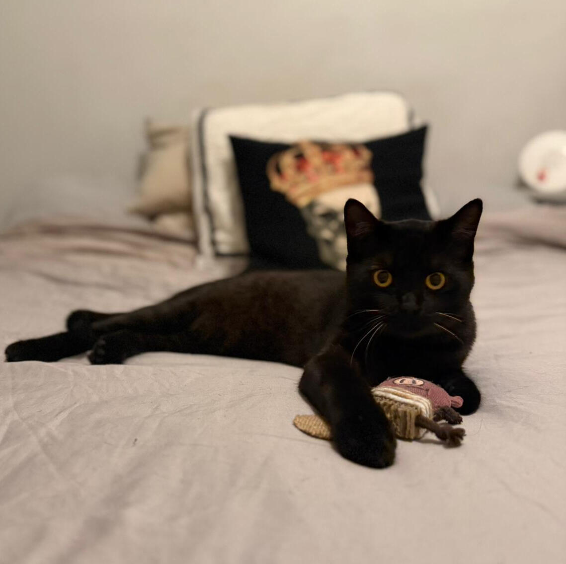 Montresor My black goblin cat